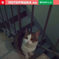 Подробнее об объявлении «Пропал кот Балашиха» Фото: пропала кошка  «Пропал кот Балашиха» в г. Балашиха
