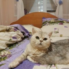 Подробнее об объявлении «Казань Пропал кот» Фото: пропала кошка Британская короткошерстная «Казань Пропал кот» в г. Казань
