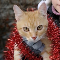 Подробнее об объявлении «Пропал кот Симферополь» Фото: пропала кошка  «Пропал кот Симферополь» в г. Симферополь