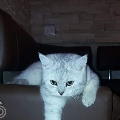 Подробнее об объявлении «Липецк Пропал кот шанти(шаня)» Фото: пропала кошка  «Липецк Пропал кот шанти(шаня)» в г. Липецк