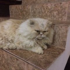 Подробнее об объявлении «Пропал кот очень скучаем Сочи» Фото: пропала кошка Персидская «Пропал кот очень скучаем Сочи» в г. Сочи