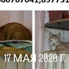 Подробнее об объявлении «Пропал кот любимый кот Дедовск» Фото: пропала кошка  «Пропал кот любимый кот Дедовск» в г. Дедовск