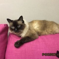 Подробнее об объявлении «Пропала кошка Краснодар» Фото: пропала кошка Невская маскарадная «Пропала кошка Краснодар» в г. Краснодар
