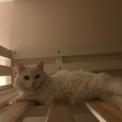 Подробнее об объявлении «Москва Пропала кошка белая домашняя» Фото: пропала кошка  «Москва Пропала кошка белая домашняя» в г. Москва