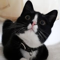 ����: ������� �����  ���������� ������ ��� � �. ���������