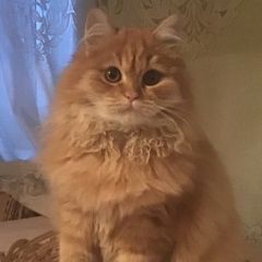 Подробнее об объявлении «Пропал кот помогите найти кота Суздаль» Фото: пропала кошка  «Пропал кот помогите найти кота Суздаль» в г. Суздаль