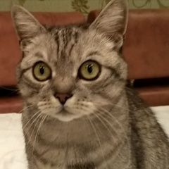 Подробнее об объявлении «Севастополь Пропала кошка» Фото: пропала кошка Британская короткошерстная «Севастополь Пропала кошка» в г. Севастополь