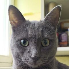 Подробнее об объявлении «Пропал кот Подольск» Фото: пропала кошка  «Пропал кот Подольск» в г. Подольск