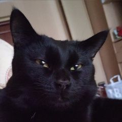 Подробнее об объявлении «Пропал кот Москва» Фото: пропала кошка  «Пропал кот Москва» в г. Москва