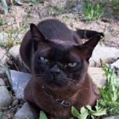 Подробнее об объявлении «Пропал кот помогите найти котика Белогорск Крым» Фото: пропала кошка Бурманская короткошерстная «Пропал кот помогите найти котика Белогорск Крым» в г. Белогорск Крым