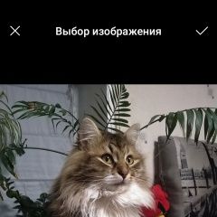 Подробнее об объявлении «Орел Пропал кот по кличке борис» Фото: пропала кошка  «Орел Пропал кот по кличке борис» в г. Орел