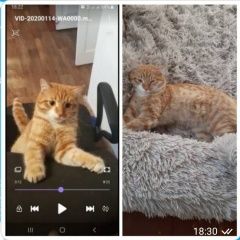 Подробнее об объявлении «Иркутск Пропал кот» Фото: пропала кошка  «Иркутск Пропал кот» в г. Иркутск