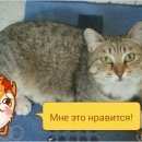 Подробнее об объявлении «Пропала кошка Белоярский (Свердловская обл.)» Фото: пропала кошка  «Пропала кошка Белоярский (Свердловская обл.)» в г. Белоярский (Свердловская обл.)