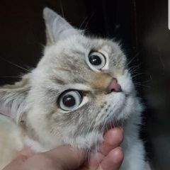 Подробнее об объявлении «Кропоткин Пропала кошка кличка -ника» Фото: пропала кошка Тайская «Кропоткин Пропала кошка кличка -ника» в г. Кропоткин