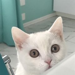 Подробнее об объявлении «Севастополь Пропал кот белый кот» Фото: пропала кошка  «Севастополь Пропал кот белый кот» в г. Севастополь