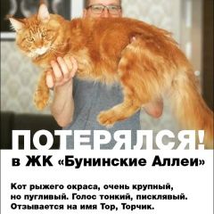 Подробнее об объявлении «Москва Пропал кот рыжий кун» Фото: пропала кошка Мейн-кун «Москва Пропал кот рыжий кун» в г. Москва