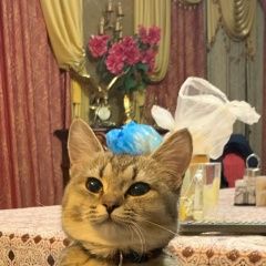 Подробнее об объявлении «Пропала кошка Уфа» Фото: пропала кошка  «Пропала кошка Уфа» в г. Уфа