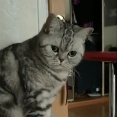 Подробнее об объявлении «Владивосток Пропала кошка на котельникова» Фото: пропала кошка  «Владивосток Пропала кошка на котельникова» в г. Владивосток