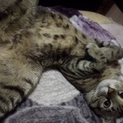 Подробнее об объявлении «Пропал кот марс Подольск» Фото: пропала кошка  «Пропал кот марс Подольск» в г. Подольск