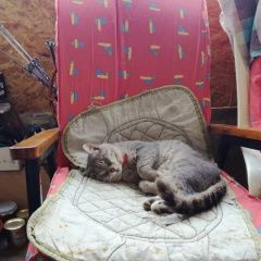 Подробнее об объявлении «Пропал кот Ставрополь» Фото: пропала кошка Британская короткошерстная «Пропал кот Ставрополь» в г. Ставрополь