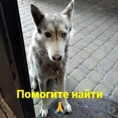 Подробнее об объявлении «Пропала кошка хаски хана Ростов-на-Дону» Фото: пропала кошка Сибирская хаски «Пропала кошка хаски хана Ростов-на-Дону» в г. Ростов-на-Дону