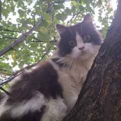 Подробнее об объявлении «Воронеж Пропал кот» Фото: пропала кошка  «Воронеж Пропал кот» в г. Воронеж