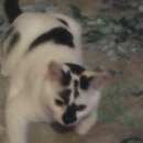 Подробнее об объявлении «Омск Пропал кот помогите» Фото: пропала кошка  «Омск Пропал кот помогите» в г. Омск