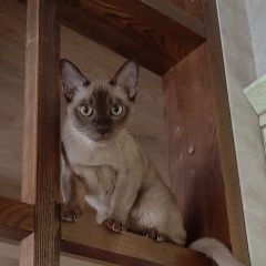 Подробнее об объявлении «Казань Пропала кошка» Фото: пропала кошка  «Казань Пропала кошка» в г. Казань