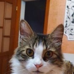Подробнее об объявлении «Кривой Рог Пропал кот» Фото: пропала кошка Сибирская «Кривой Рог Пропал кот» в г. Кривой Рог