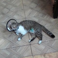 Подробнее об объявлении «Пропала кошка кошечка Москва» Фото: пропала кошка  «Пропала кошка кошечка Москва» в г. Москва