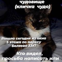 Подробнее об объявлении «Пропала кошка кошечка Тюмень» Фото: пропала кошка  «Пропала кошка кошечка Тюмень» в г. Тюмень
