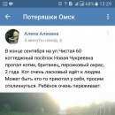 Подробнее об объявлении «Пропал кот Омск» Фото: пропала кошка Британская короткошерстная «Пропал кот Омск» в г. Омск
