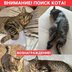 Подробнее об объявлении «Пропал кот со сломанным хвостиком Новокузнецк» Фото: пропала кошка  «Пропал кот со сломанным хвостиком Новокузнецк» в г. Новокузнецк