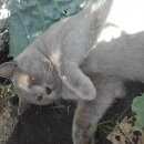 Подробнее об объявлении «Пропал кот Томск» Фото: пропала кошка Британская короткошерстная «Пропал кот Томск» в г. Томск