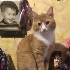 Подробнее об объявлении «Пропал кот Санкт-Петербург» Фото: пропала кошка  «Пропал кот Санкт-Петербург» в г. Санкт-Петербург