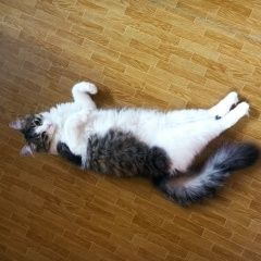 Подробнее об объявлении «Пропала кошка в сомбатхее 1 августа Йошкар-Ола» Фото: пропала кошка  «Пропала кошка в сомбатхее 1 августа Йошкар-Ола» в г. Йошкар-Ола