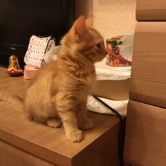 Подробнее об объявлении «Жуковский Пропала кошка котята, двое 3 месячного возраста» Фото: пропала кошка Сибирская «Жуковский Пропала кошка котята, двое 3...» в г. Жуковский