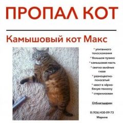 Подробнее об объявлении «Москва Пропал кот камышового окраса» Фото: пропала кошка  «Москва Пропал кот камышового окраса» в г. Москва