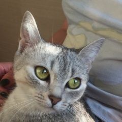 Подробнее об объявлении «Пропала кошка нюша Уфа» Фото: пропала кошка Британская короткошерстная «Пропала кошка нюша Уфа» в г. Уфа