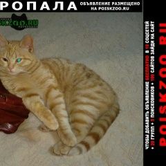 Подробнее об объявлении «Пропал кот рыжий кот Руза» Фото: пропала кошка  «Пропал кот рыжий кот Руза» в г. Руза