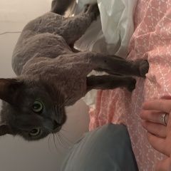 Подробнее об объявлении «Пропала кошка район макопсе Лазаревское» Фото: пропала кошка  «Пропала кошка район макопсе Лазаревское» в г. Лазаревское