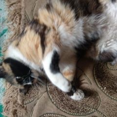 Подробнее об объявлении «Пропала кошка яркая многоцветная кошечка Симферополь» Фото: пропала кошка  «Пропала кошка яркая многоцветная кошечка...» в г. Симферополь