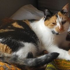 Подробнее об объявлении «Пропала кошка Тверь» Фото: пропала кошка  «Пропала кошка Тверь» в г. Тверь