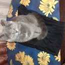 Подробнее об объявлении «Пропала кошка Смоленск» Фото: пропала кошка  «Пропала кошка Смоленск» в г. Смоленск