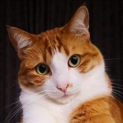 Подробнее об объявлении «Батуми Пропал кот в» Фото: пропала кошка  «Батуми Пропал кот в» в г. Батуми