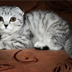 Подробнее об объявлении «Пропала кошка Курган» Фото: пропала кошка  «Пропала кошка Курган» в г. Курган