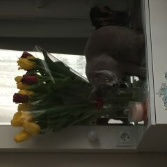 Подробнее об объявлении «Чехов Пропала кошка» Фото: пропала кошка  «Чехов Пропала кошка» в г. Чехов