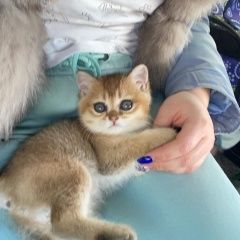 Подробнее об объявлении «Москва Пропала кошка в результате дтп на минском шоссе 78 км» Фото: пропала кошка Британская короткошерстная «Москва Пропала кошка в результате дтп на...» в г. Москва