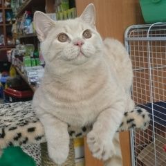 Подробнее об объявлении «Пропал кот кремовый кот Анапа» Фото: пропала кошка Британская короткошерстная «Пропал кот кремовый кот Анапа» в г. Анапа