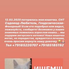 Подробнее об объявлении «Пропала кошка Ростов-на-Дону» Фото: пропала кошка  «Пропала кошка Ростов-на-Дону» в г. Ростов-на-Дону